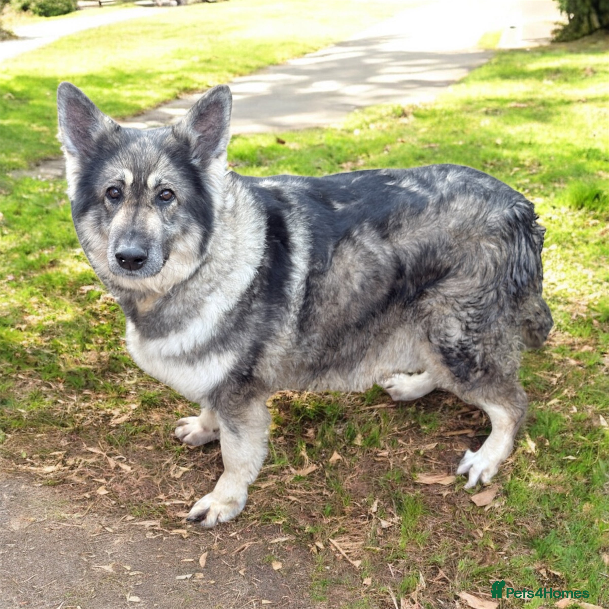 German Shepherd dogs Beautiful silver sable healthtested Germanshepherd - Advert 3