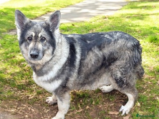German Shepherd dogs Retirement home wanted for this lovely Gsd - Advert 3