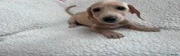 Miniature Dachshund dogs for sale: ***mini dachshund *** - Advert 16