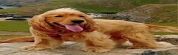 Cocker Spaniel dogs for sale: KC Golden Show Spaniels - Advert 17