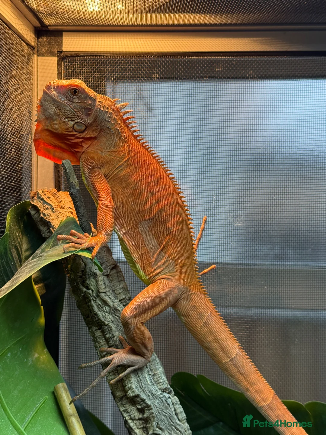 Iguana reptiles for sale: T Albino Iguana Male  - Advert 1