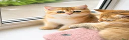British Shorthair cats for sale:  Golden Shaded NY11 British Shorthair Longhair - Advert 7