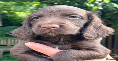 Cocker Spaniel dogs - Advert 11