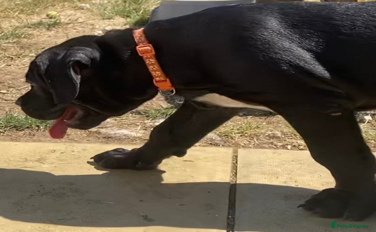 Cane Corso dogs - Advert 2