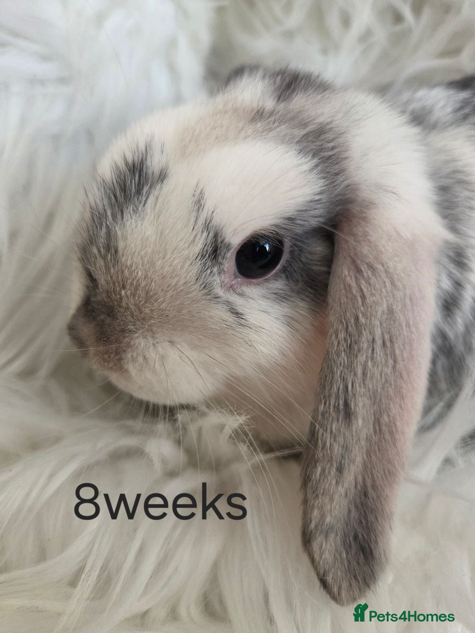 Mini Lop rabbits  Beautiful mini lops boy and girls available.  - Advert 2