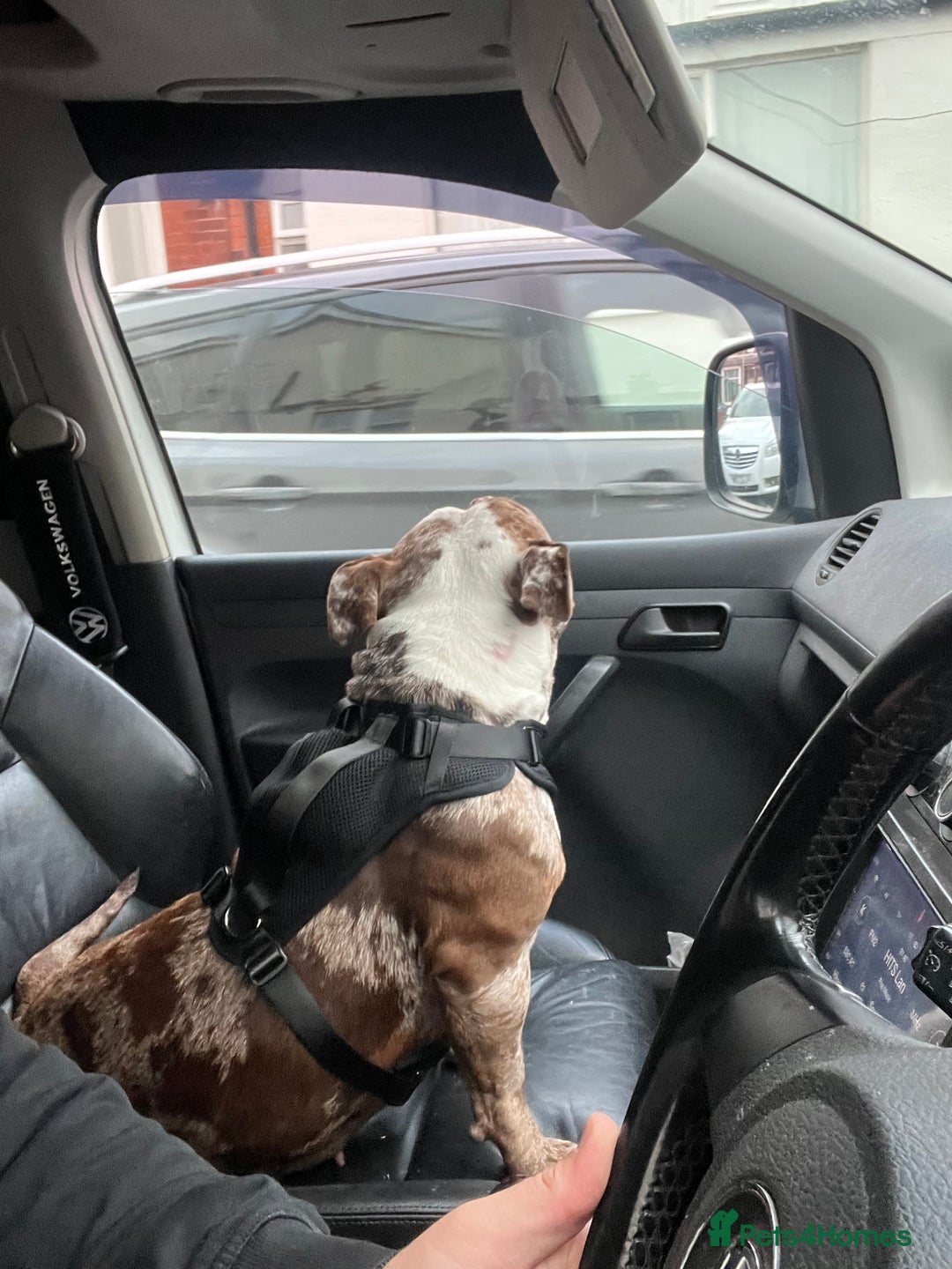 American Bully dogs for sale: 2 year old chocolate merl American pocket bully - Image 9