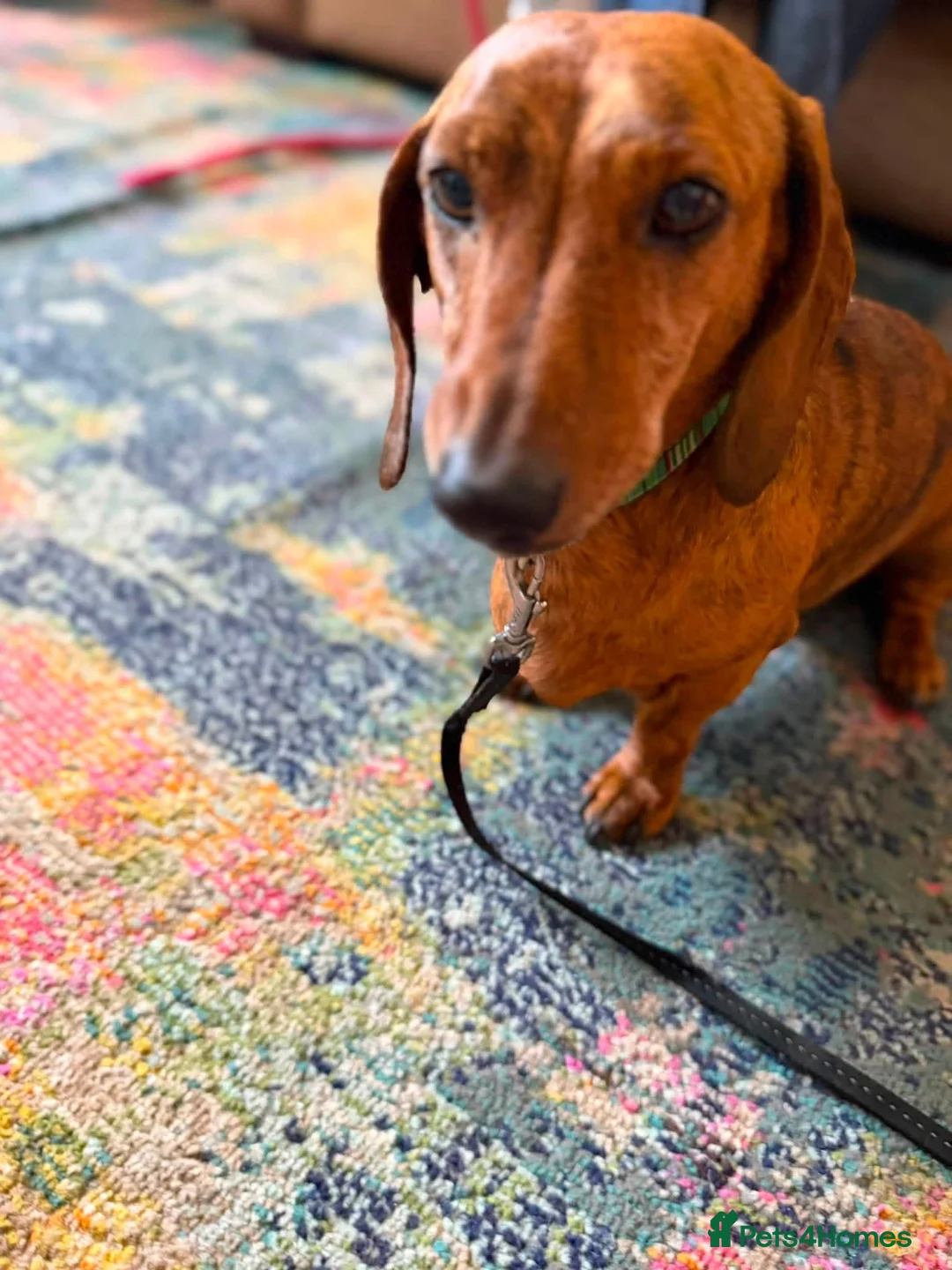 Dachshund dogs for adoption: Dice  - Advert 3