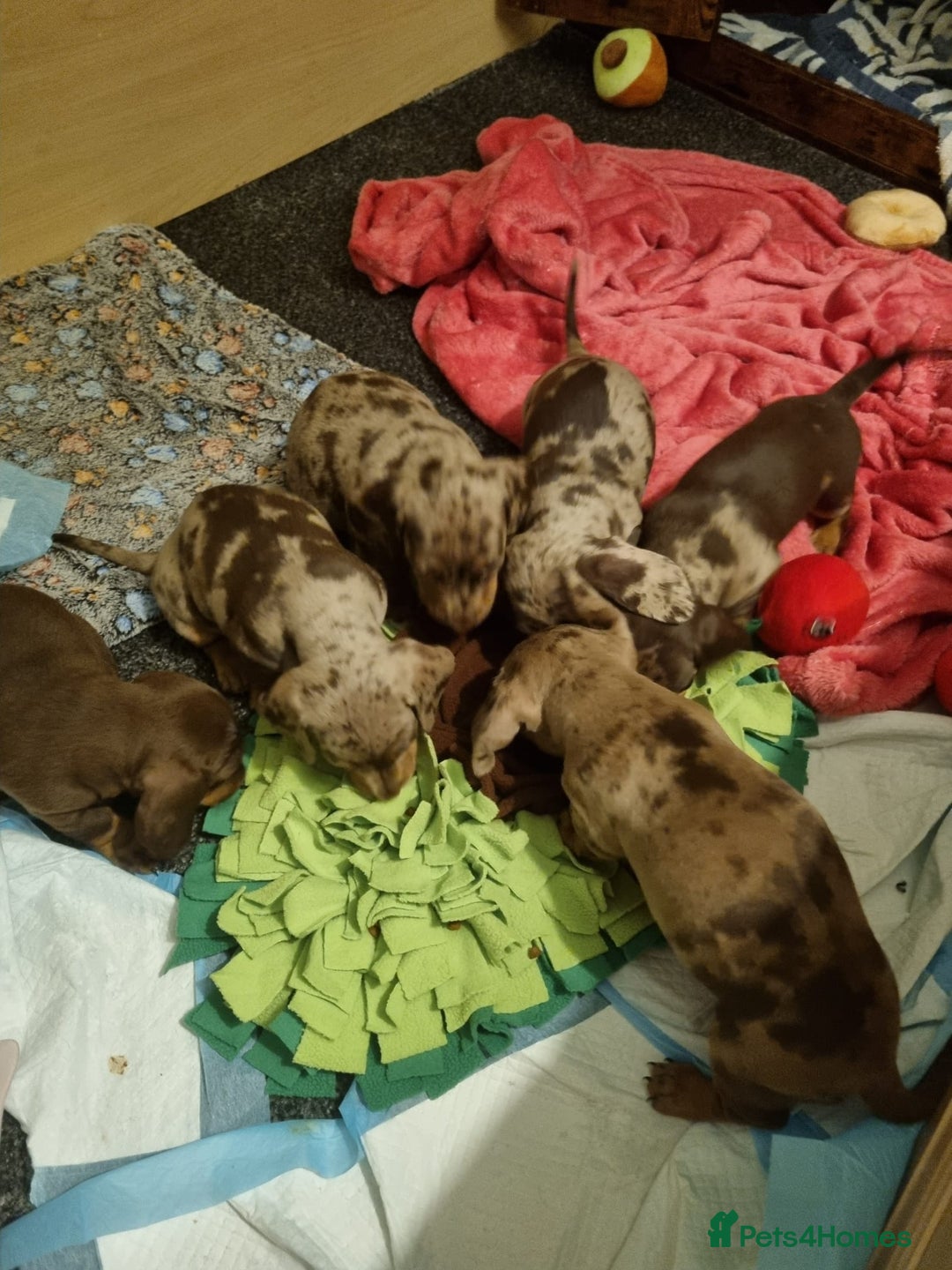 Miniature Dachshund dogs for sale: For Sale Adorable Miniature Dachshund puppies - Advert 27