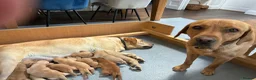 Labrador Retriever dogs for sale: Golden and red fox Labrador pups  in St Albans - Advert 7