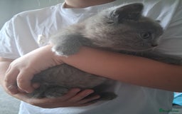 British Shorthair cats for sale: Adorable British short hair Kittens  - Image 20