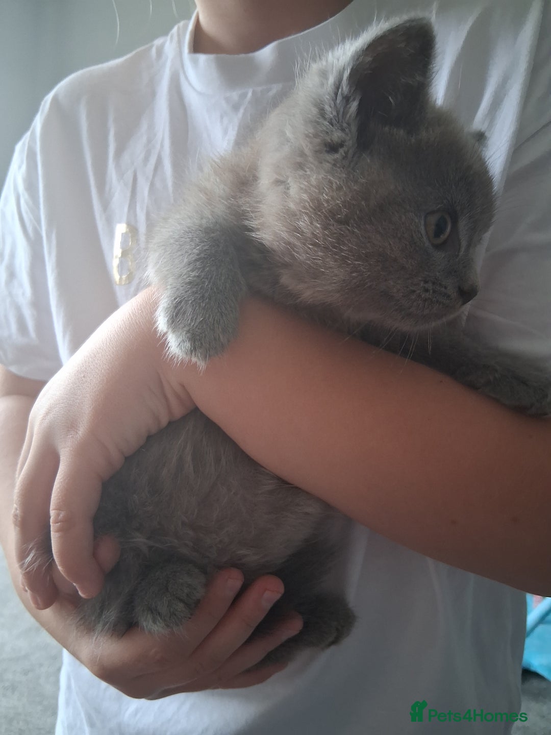 British Shorthair cats for sale: Adorable British short hair Kittens  - Image 20