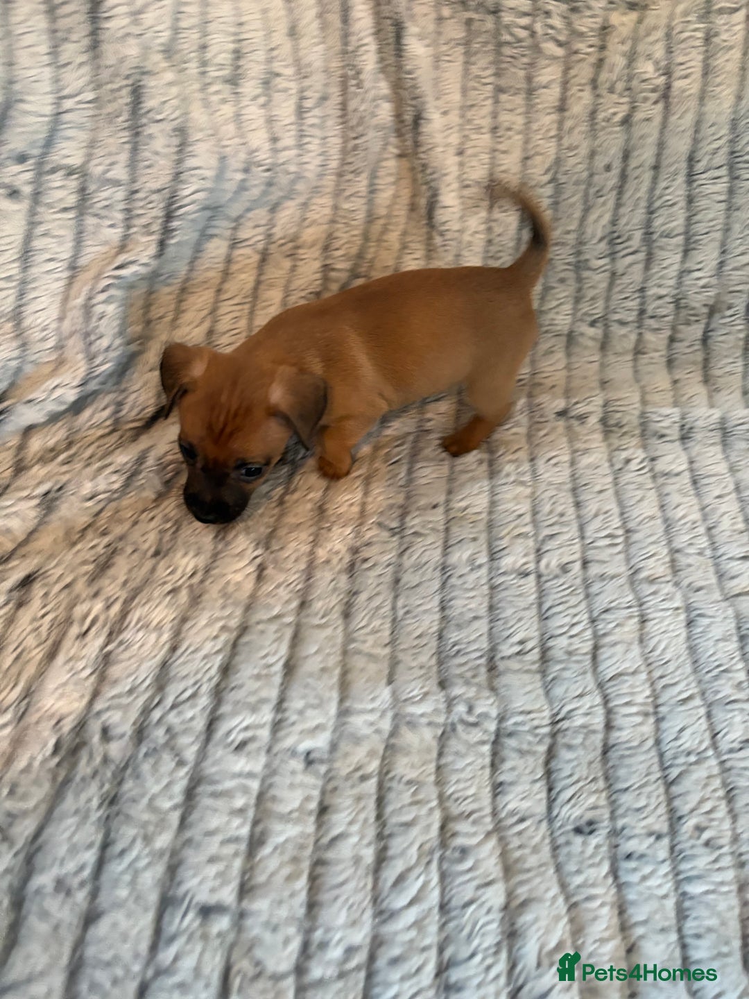 Jack Russell dogs for sale: Jack Russell puppies for sale - Advert 21