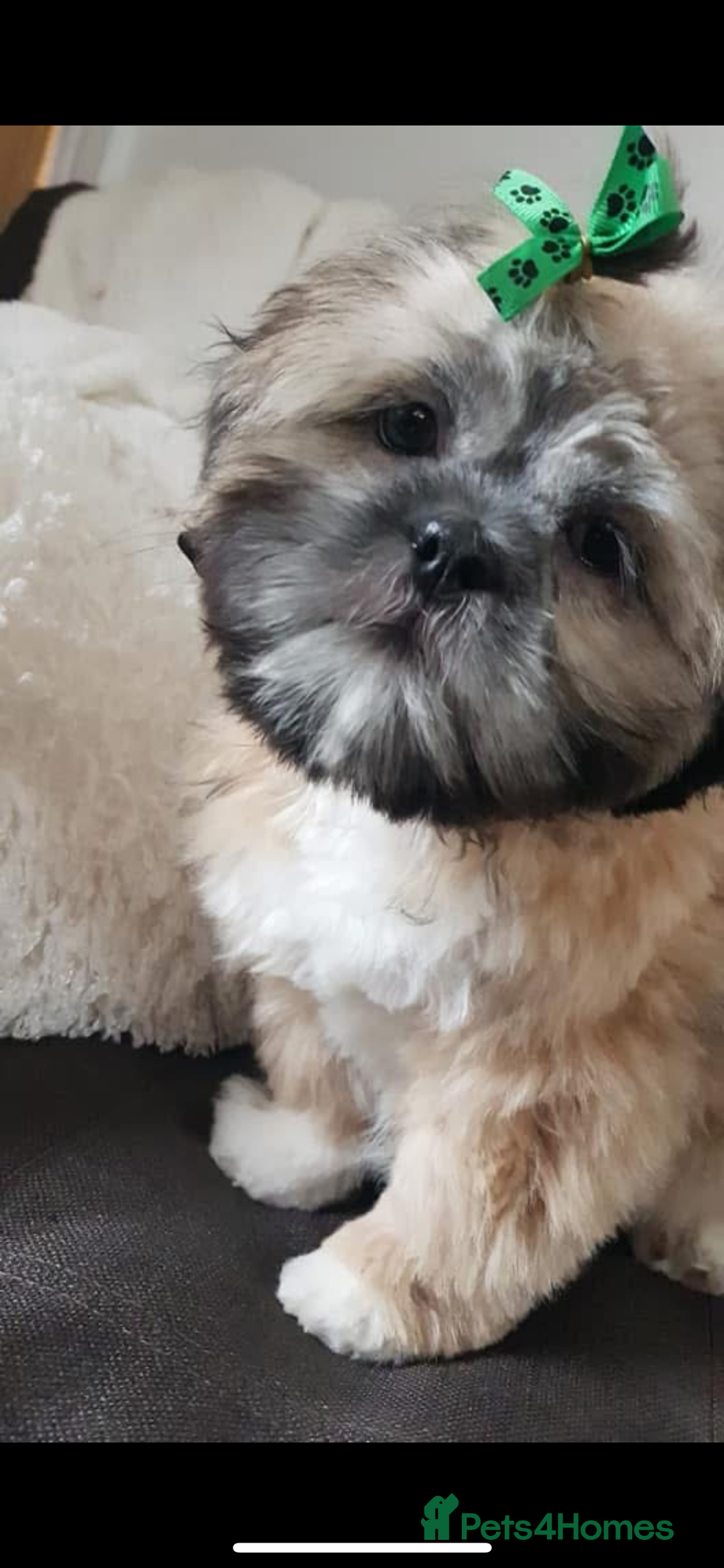 Lhasa Apso dogs for stud: ❤️JORGIE,LHASA APSO STUD❤️ - Advert 9