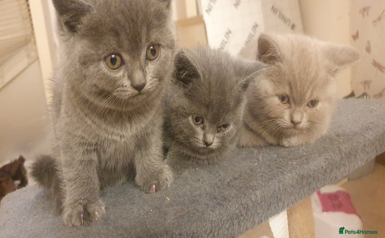 British Shorthair cats - Advert 15