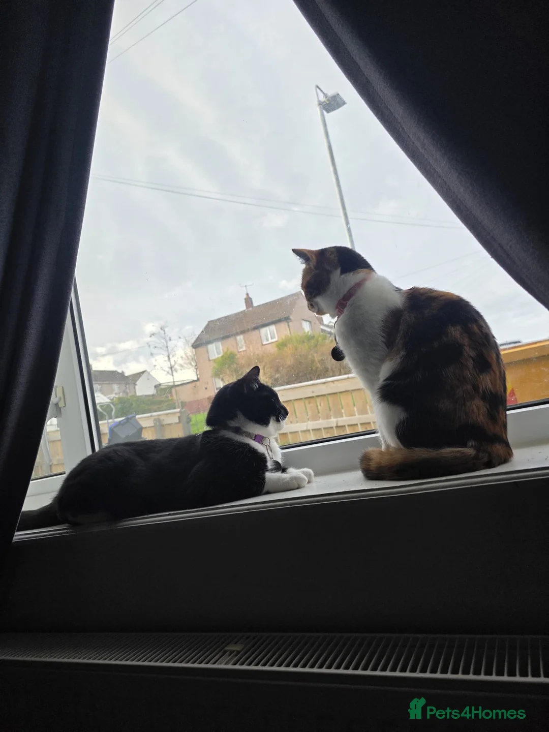Mixed Breed cats for sale: Cute kittens! Beautiful litter! Home checks!  - Advert 36