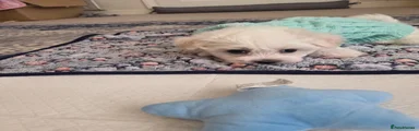 Bichon Frise 1