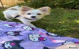 Pomeranian dogs for sale: 6 month old Hoshi - Image 2