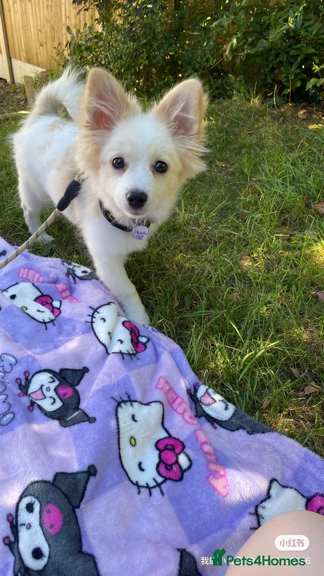 Pomeranian dogs for sale: 6 month old Hoshi - Image 2