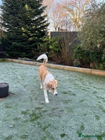 Mixed Breed dogs 💚 Lovely Lisa 💚 - Advert 16