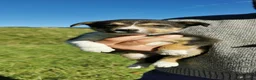 Border Collie dogs for sale: Border Collie Pups - Advert 12