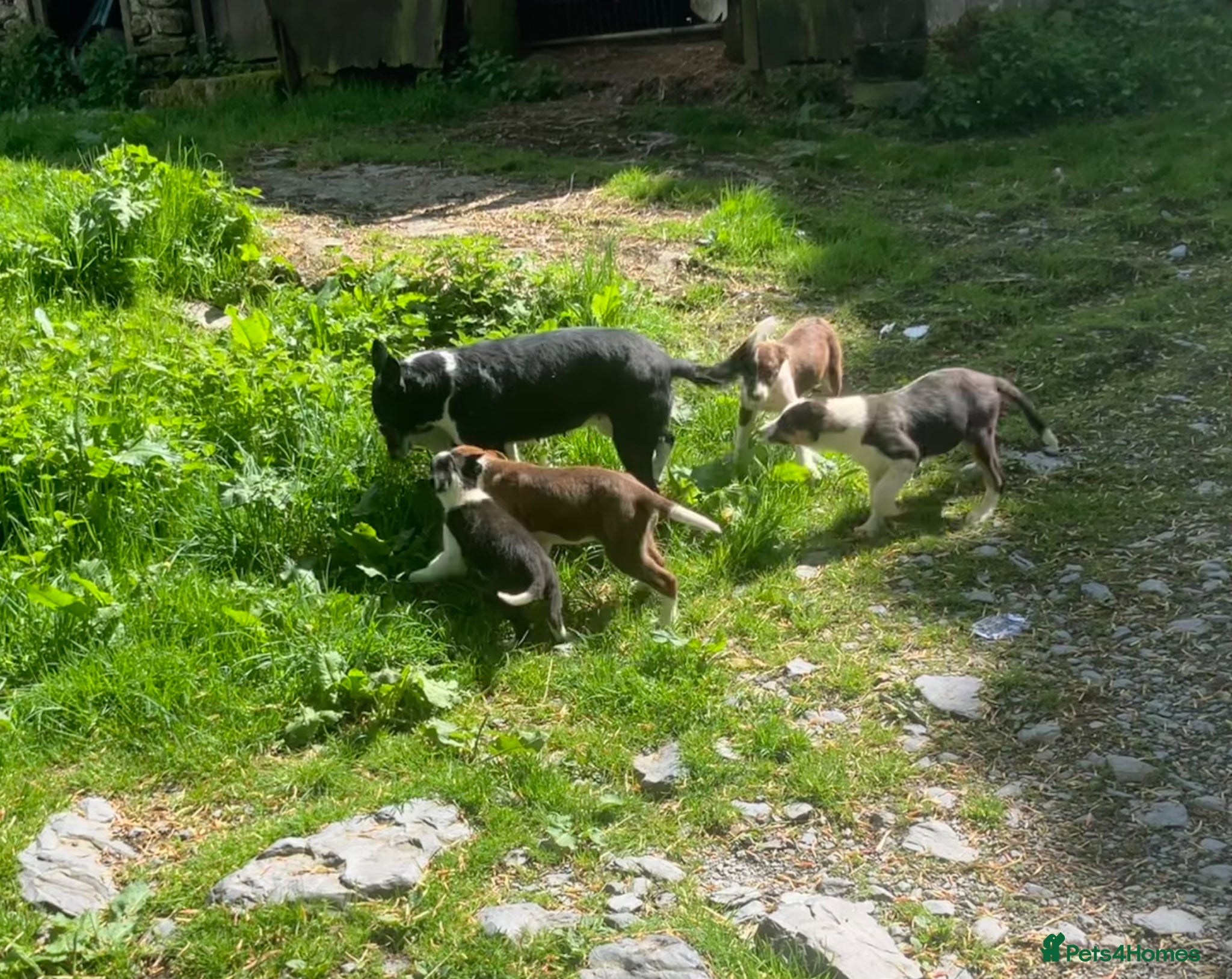 Border Collie dogs for sale: 5 Male Gorgeous Border Collie Pups - Advert 1