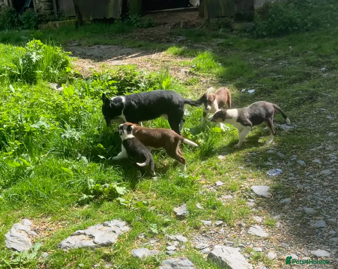 Border Collie dogs for sale: 5 Male Gorgeous Border Collie Pups - Advert 1