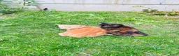 Mixed Breed cats for sale: Kittens 🐈‍⬛  - Advert 4