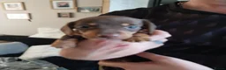 Dachshund dogs for sale: Beautiful dashound puppies for sale in Cardiff - Advert 4