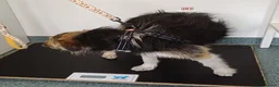 Mixed Breed dogs for adoption: BEN's Journey to Safety - Advert 25
