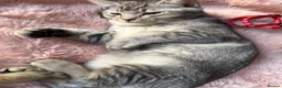 British Shorthair cats for sale: British Shorthair kittens Ready now-Fully Vacc - Advert 9