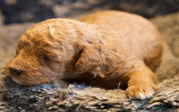 Cavapoo dogs for sale: Gorgeous F1B Fox Red Cavapoo Puppies - Image 36