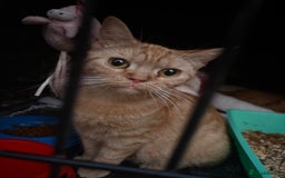 Domestic Shorthair cats for sale: Rescue cats- 20 in total rescued  - Image 9