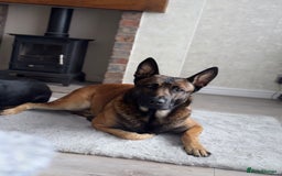 Belgian Shepherd Dog dogs for stud: Loki - BLUR CARRIER!! STUD MALE - Image 3