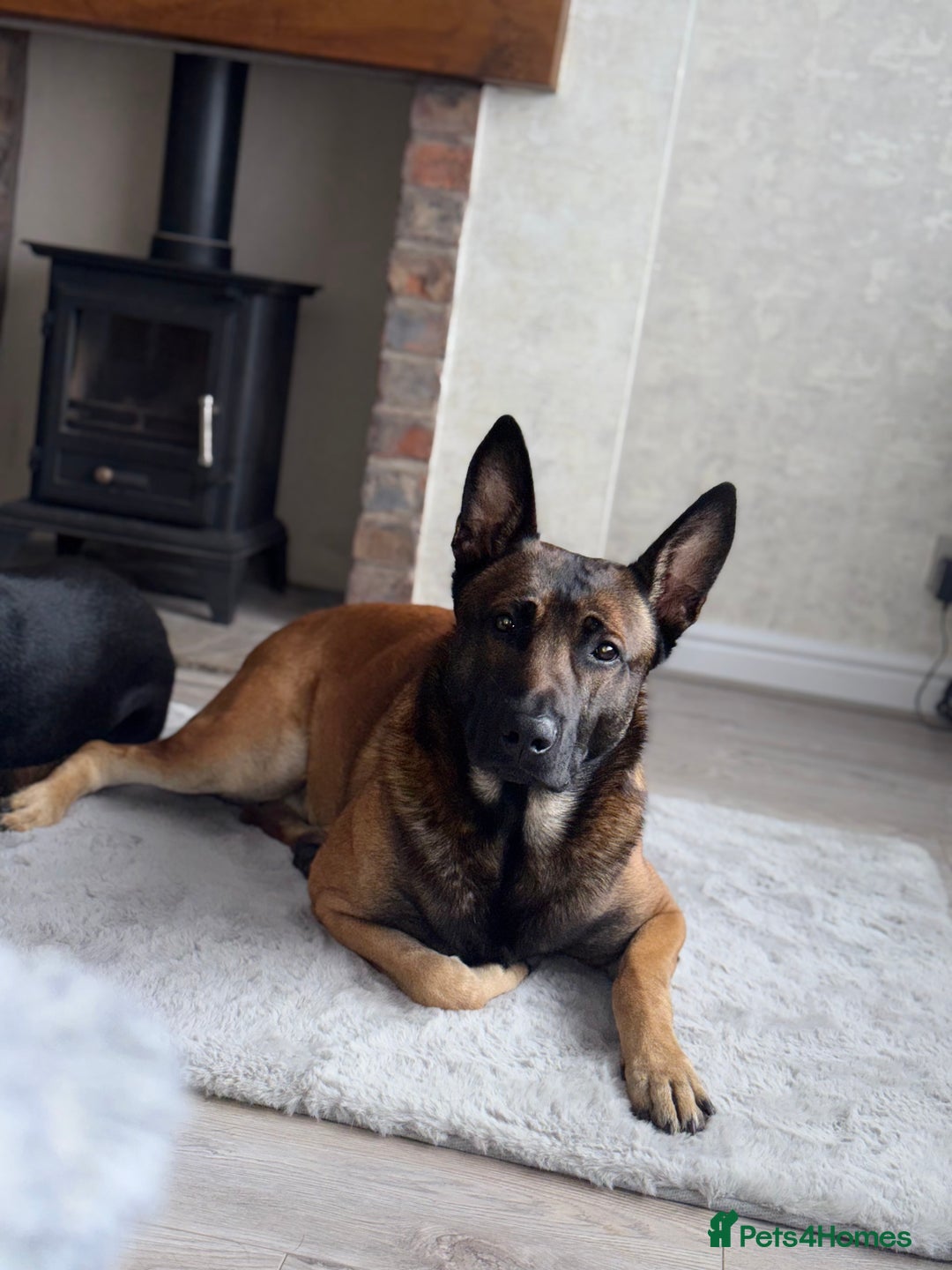 Belgian Shepherd Dog dogs for stud: Loki - BLUR CARRIER!! STUD MALE - Image 3
