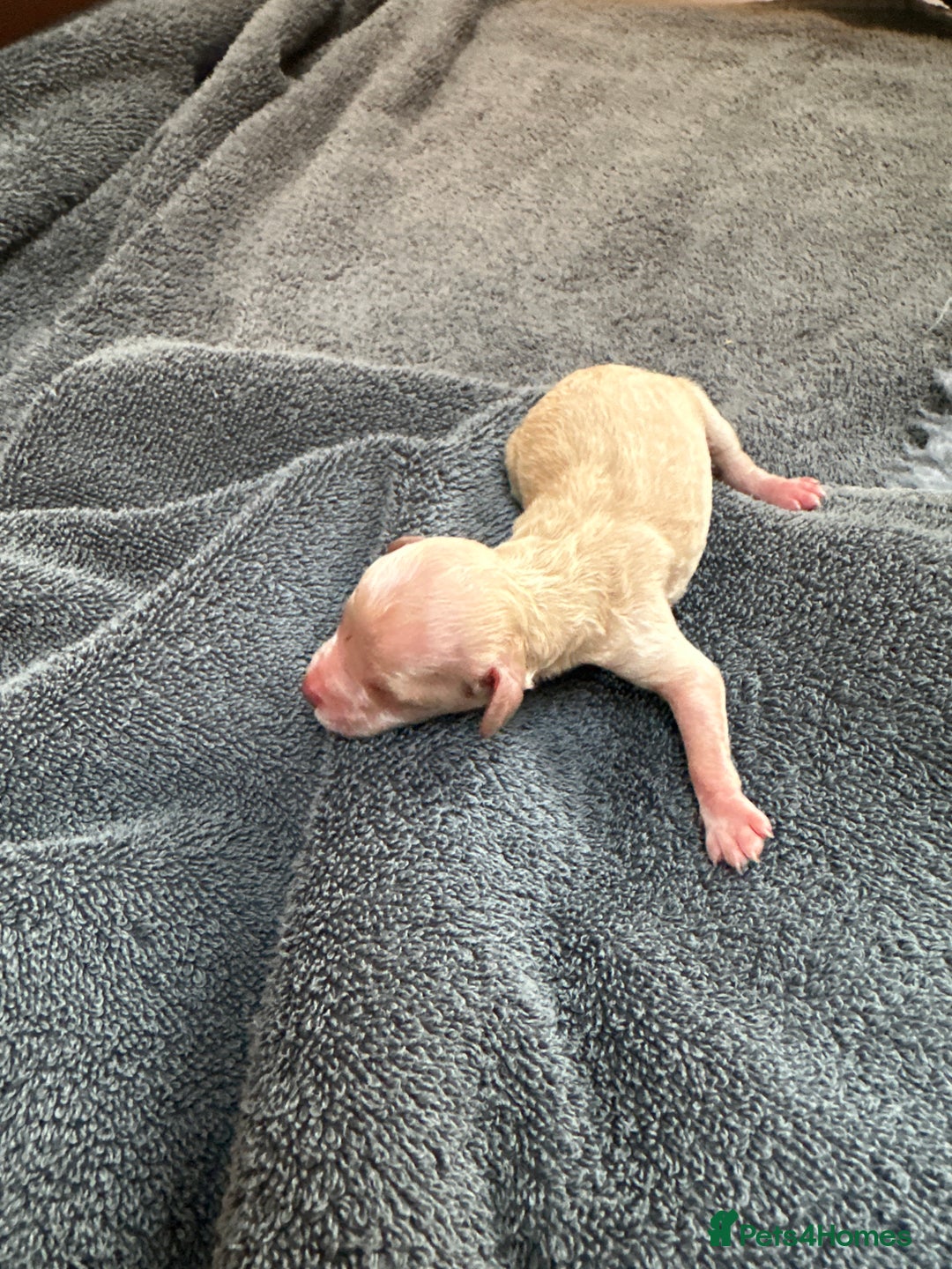 Cockapoo dogs for sale: Cockapoo - Advert 7