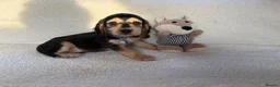 Cocker Spaniel dogs for sale: Show type cocker spaniels in Ipswich - Advert 11