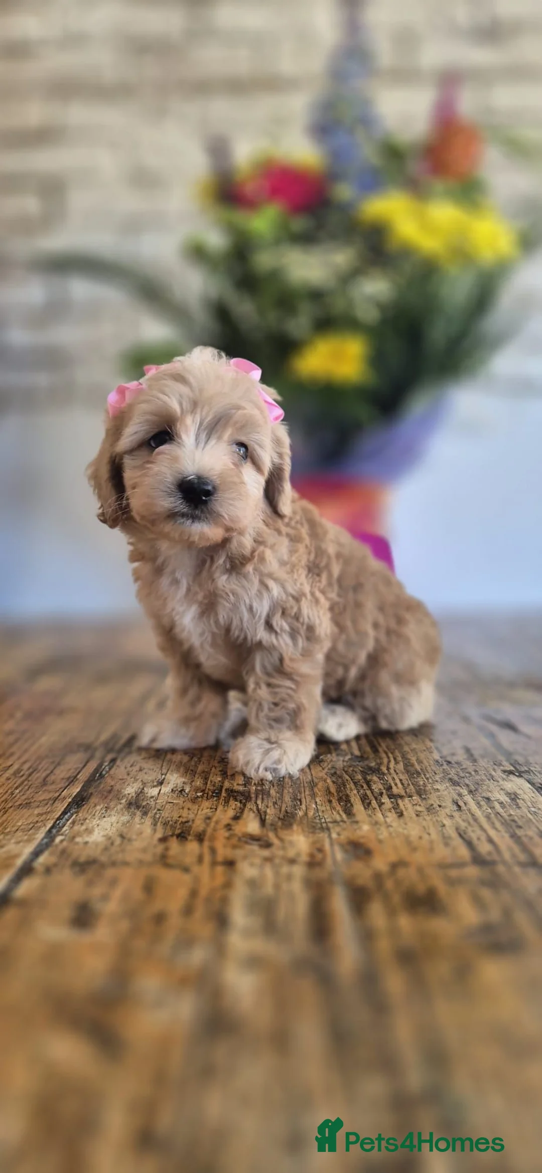 Maltipoo dogs for sale: BEAUTIFUL MALTIPOO 3X BOYS 3X GIRLS 🐻  in Leyland - Advert 2