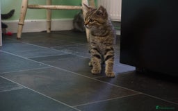 Persian cats for sale: ADORABLE RUSSIAN BLUE X PERSIAN KITTENS - Image 20