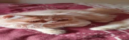 Persian cats for sale: Vaccinated 4 Beautiful Persian Chinchilla Kittens  - Advert 25