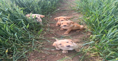Labrador Retriever dogs in Bedale - Advert 11