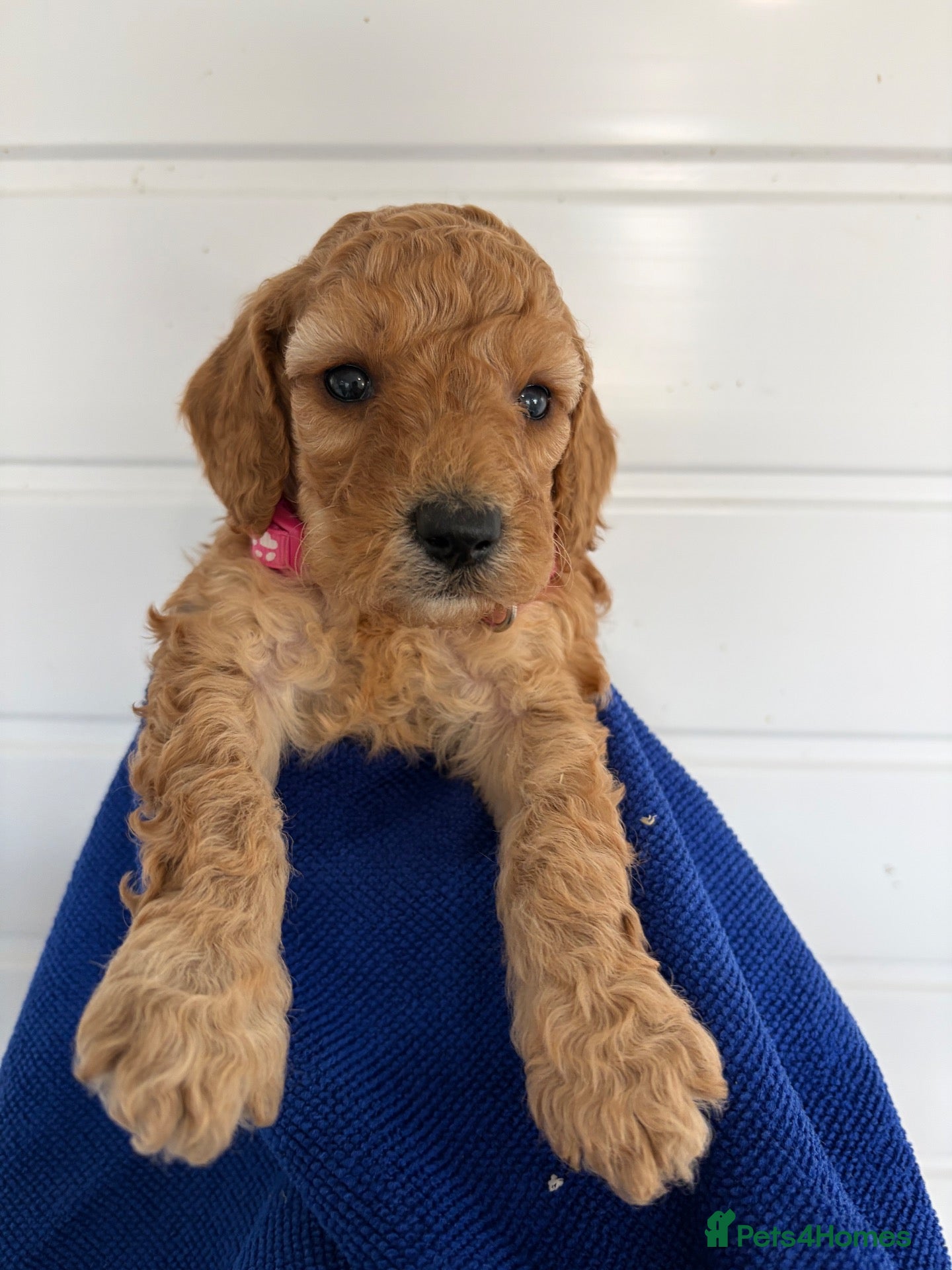 Cockapoo dogs Health tested girls red very curly F1b  cockapoo  - Advert 16