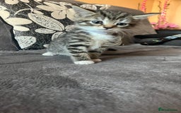 Mixed Breed cats for sale: Kittens - Image 9