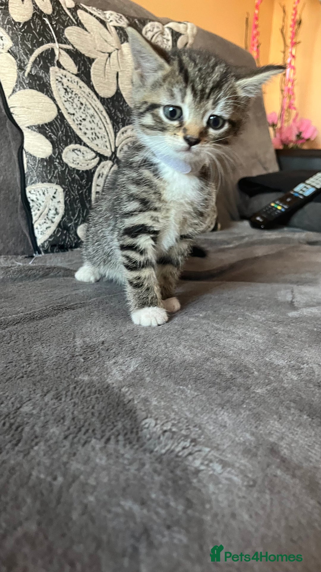 Mixed Breed cats for sale: Kittens - Image 9
