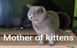 British Shorthair cats for sale: British blue Shorthair GCCF - Image 4