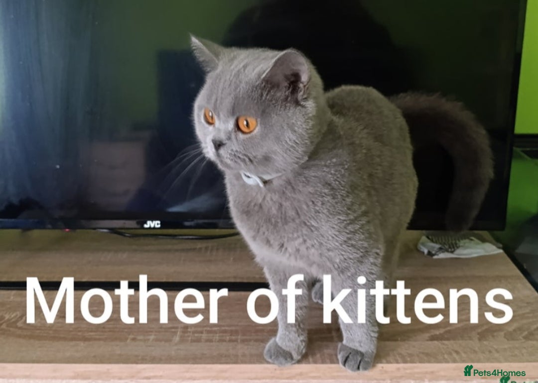 British Shorthair cats for sale: British blue Shorthair GCCF - Image 4