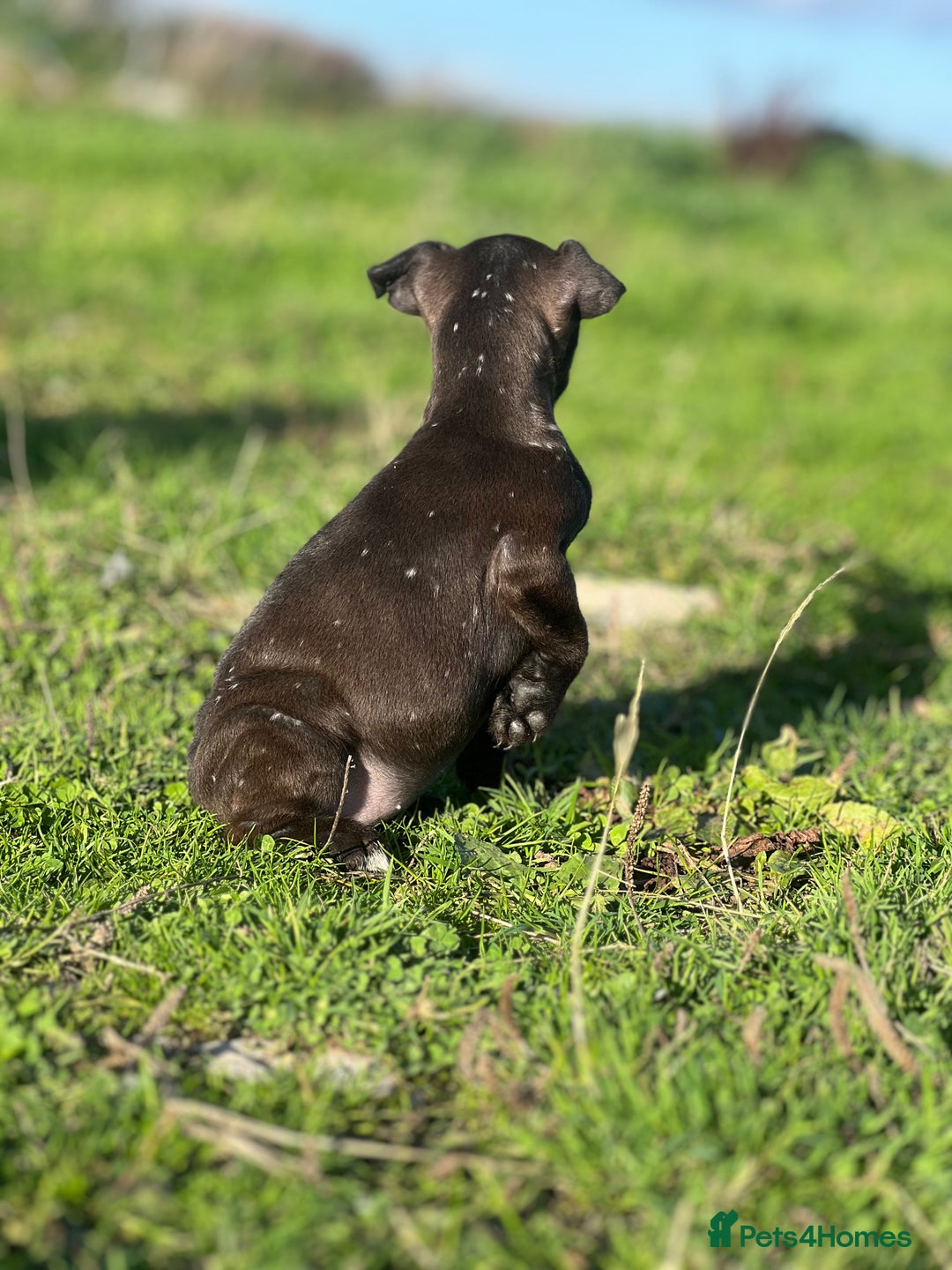 Mixed Breed dogs for sale: Patterdale x Lakeland terrier pups 2 left - Advert 9