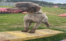 Standard Poodle dogs for sale: Gorgeous Chocolate Standard Poodle Ladies  - Image 10