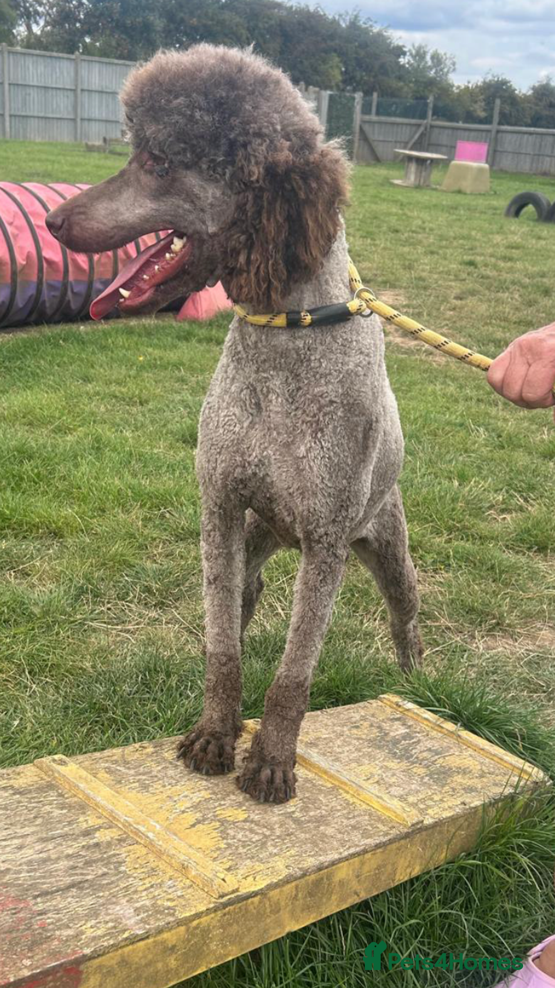 Standard Poodle dogs for sale: Gorgeous Chocolate Standard Poodle Ladies  - Image 10