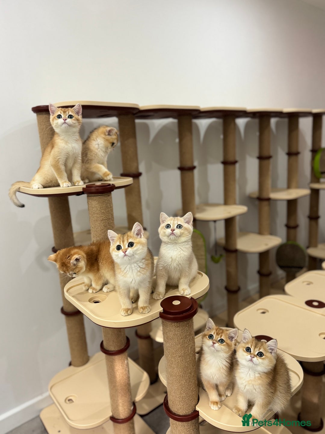British Shorthair cats for sale: British Shorthair Golden kittens    - Image 27