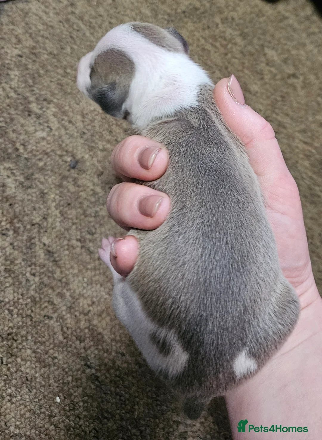 Italian Greyhound dogs for sale: Beautiful Italian Greyhound Puppies KC Registered - Advert 9